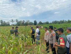 *Penemuan Mayat Wanita dalam Karung di Kebun Jagung Lampung Timur*