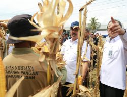 Kementrian Imipas Direktur jenderal Pemasyarakatan,Nusa Kambangan Panen Perdana Bangun Lumbung Ketahanan pangan.