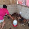 Dukung Ketahanan Pangan Nasional: Lapas Gunung Sugih Panen Puluhan Ayam Kampung Hasil Budidaya Warga Binaan
