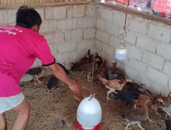 Dukung Ketahanan Pangan Nasional: Lapas Gunung Sugih Panen Puluhan Ayam Kampung Hasil Budidaya Warga Binaan