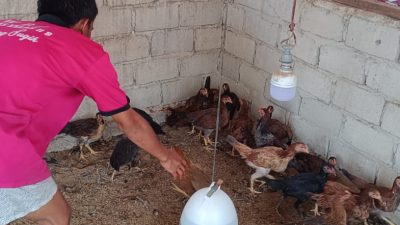 Dukung Ketahanan Pangan Nasional: Lapas Gunung Sugih Panen Puluhan Ayam Kampung Hasil Budidaya Warga Binaan