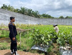 WBP Lapas Dharmasraya Rawat Terung dan Cabai, Bukti Nyata Dukung Ketahanan Pangan
