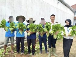 Sawi Hijau di Balik Tembok Tinggi: Ikhtiar Warga Binaan Lapas Kotaagung Perkuat Ketahanan Pangan
