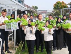 Wujud Ketahanan Pangan, Lapas Narkotika Bandar Lampung Panen Tanaman Hidroponik