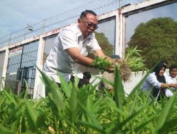 Rutan Singkil Tunjukkan Ketahanan Pangan Lewat Panen Kangkung Pasca Banjir