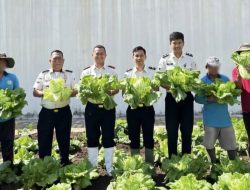 Sawi Hijau dan Semangat Baru: Lapas Kotaagung Panen Raya Hingga Bagikan Premi Warga Binaan