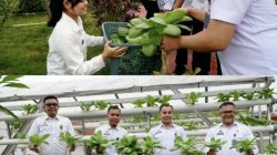 Wujudkan WBP Mandiri, Rutan Kelas IIB Dumai Kembali Panen Raya Sayur Pakcoy