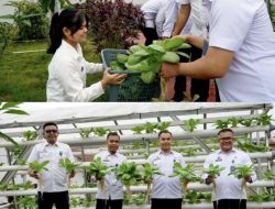 Wujudkan WBP Mandiri, Rutan Kelas IIB Dumai Kembali Panen Raya Sayur Pakcoy