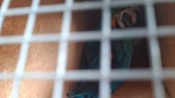 KSKP Bakauheni Gagalkan Penyelundupan Sepasang Burung Makaw Tanpa Dokumen.