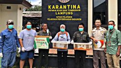 Tim Gabungan Berhasil Gagalkan Penyelundupan Puluhan Satwa Liar di Pelabuhan Bakauheni