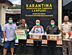 Tim Gabungan Berhasil Gagalkan Penyelundupan Puluhan Satwa Liar di Pelabuhan Bakauheni