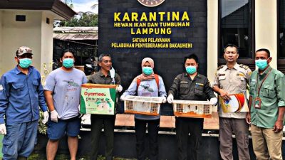 Tim Gabungan Berhasil Gagalkan Penyelundupan Puluhan Satwa Liar di Pelabuhan Bakauheni