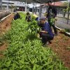 Wujudkan Kemandirian Pangan, Lapas Way Kanan Panen Bayam dan Kangkung dari Lahan Produktif