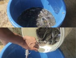 Sukses Panen Perdana, Lapas Narkotika Bandar Lampung Petik Hasil Budidaya Lele Warga Binaan