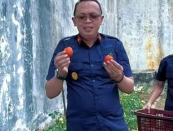 Dukung Ketahanan Pangan, Karutan Banda Aceh Panen Tomat Bersama Warga Binaan dan Bagikan Premi