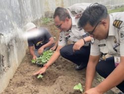 Manfaatkan Lahan Kosong, Rutan Banda Aceh Sulap Area Beranggang Jadi Area Produktif Budidaya Timun