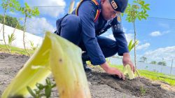 Batang Pisang Jadi Tameng Tanaman Hadapi Terik Kemarau