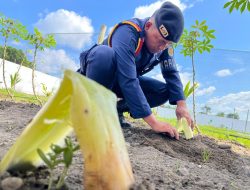 Batang Pisang Jadi Tameng Tanaman Hadapi Terik Kemarau