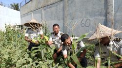 Panen Jagung Wujud Keberhasilan Program Pembinaan Kemandirian Ketahanan Pangan Rutan Banda Aceh