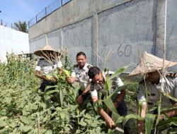 Panen Jagung Wujud Keberhasilan Program Pembinaan Kemandirian Ketahanan Pangan Rutan Banda Aceh