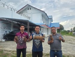 Dari Tanah Tumbuh Harapan, Rutan Singkil Panen Boh Ubi 