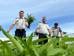 Optimalisasi Lahan Produktif, Rutan Singkil Berhasil Panen Kangkung