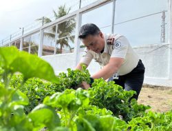 Produktif dan Berdampak, Rutan Singkil Panen Bayam Brazil