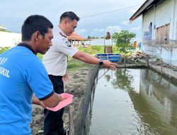 Pastikan Terawat, Karutan Pantau Perkembangan Lele