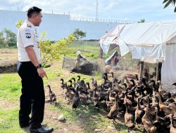 Dari Kecil hingga Bertumbuh, Karutan Ikuti Perkembangan Bebek Rutan Singkil