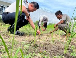 Tumbuh Kembang Padi Darat Rutan Singkil Semakin Menjanjikan