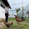 Karutan Pastikan Kegiatan Peternakan Ayam Terus Berkembang