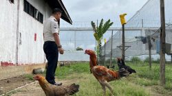 Karutan Pastikan Kegiatan Peternakan Ayam Terus Berkembang