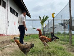 Karutan Pastikan Kegiatan Peternakan Ayam Terus Berkembang