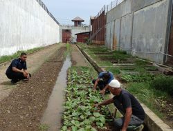 Berdayakan Lahan Tidur, Petugas dan Warga Binaan Rutan Banda Aceh Panen Cuan dari Sayuran Segar