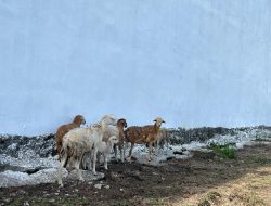 Menjaga Ternak, Menjaga Ketahanan Pangan Rutan Singkil