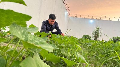 Tanaman Labu Kian Subur, Potensi Panen Terus Bertumbuh