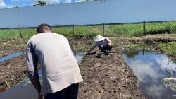Gagal Panen Akibat Banjir, Rutan Singkil Kembali Tanam Bibit Kangkung