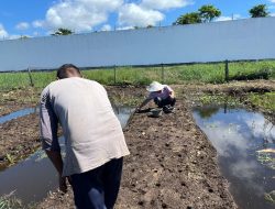 Gagal Panen Akibat Banjir, Rutan Singkil Kembali Tanam Bibit Kangkung