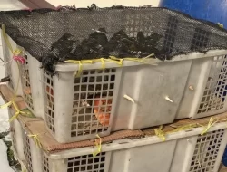 KSKP Bakauheni Gagalkan Pengiriman 98 Ekor Burung Tanpa Dokumen Resmi Tujuan Cikarang