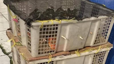 KSKP Bakauheni Gagalkan Pengiriman 98 Ekor Burung Tanpa Dokumen Resmi Tujuan Cikarang