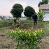 Panen di Depan Mata! Petugas Awasi Tamping Rawat Kebun Cabai