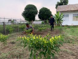 Panen di Depan Mata! Petugas Awasi Tamping Rawat Kebun Cabai