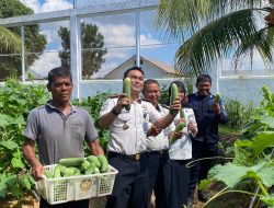 Dari Kebun Rutan, Karutan Singkil Pimpin Panen Timun
