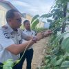 Ancaman Serangan Hama di SAE Rubanceh: Pengelola Gerak Cepat Selamatkan Lahan Ketahanan Pangan