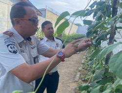 Ancaman Serangan Hama di SAE Rubanceh: Pengelola Gerak Cepat Selamatkan Lahan Ketahanan Pangan