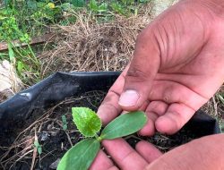 Melon Rutan Singkil Mulai Berkecambah, Tingkatkan Ketahanan Pangan