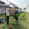 Menanam Harapan dari Balik Jeruji, WBP Rutan Banda Aceh Berkarya Lewat Ketahanan Pangan