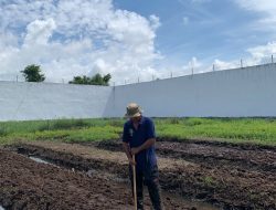 Dukung Ketahanan Pangan, Rutan Singkil Persiapkan Lubang Tanam untuk Pemindahan Bibit  