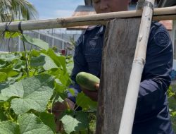 Panen Timun Sesi Ketiga, Hasil Kebun Rutan Singkil Kembali Membanggakan