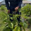 Panen Terong Sesi Kedua, Kebun 5 Rutan Singkil Kembali Produktif